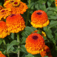 Zinnia à fleur de scabieuse Zinderella Zest