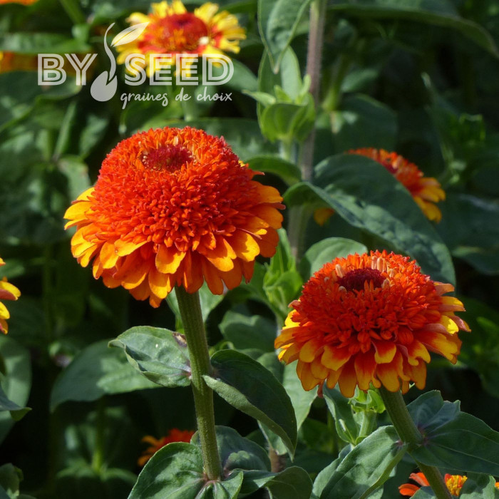 Zinnia à fleur de scabieuse Zinderella Zest