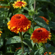 Zinnia à fleur de scabieuse Zinderella Zest
