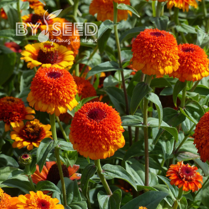 Zinnia à fleur de scabieuse Zinderella Zest