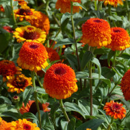 Zinnia à fleur de scabieuse Zinderella Zest