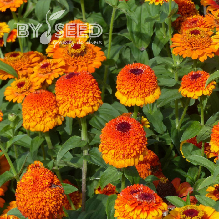Zinnia à fleur de scabieuse Zinderella Zest
