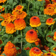 Zinnia à fleur de scabieuse Zinderella Zest