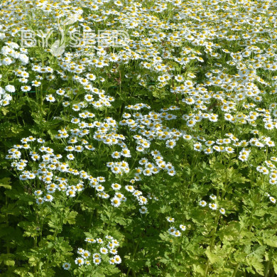 Matricaire simple Tetra White Single
