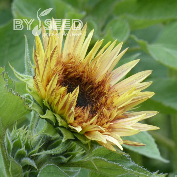 Tournesol haut double Astra Rose