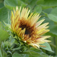 Tournesol haut double Astra Rose