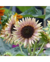Tournesol nain Zebulon