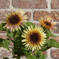 Tournesol haut double Astra Rose