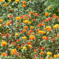 Carthame des teinturiers Zanzibar Orange