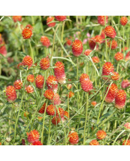 Gomphrena haageana Strawberry Fields