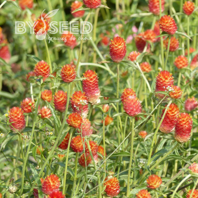 Gomphrena haageana Orange