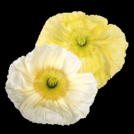 Pavot d'Islande Colibri Giallo Chiaro