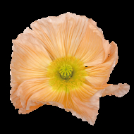 Pavot d'Islande Colibri Rosa Chiaro Pastello