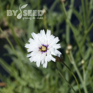 Catananche caerulea Amor White (Cupidone)