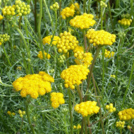 Lonas inodora - Agératum jaune