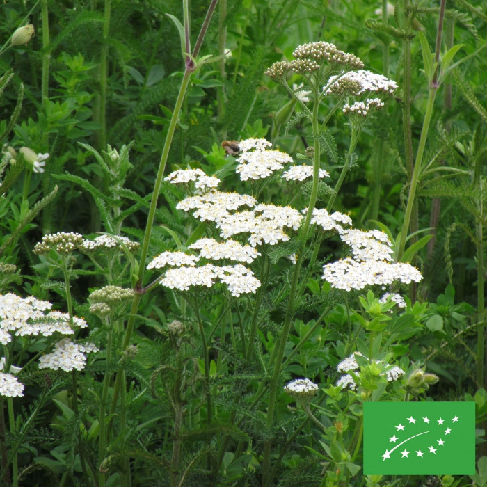 Achillée millefeuille blanche (fleur sauvage) BIO