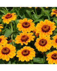 Zinnia à fleur de dahlia Choice Mix BIO