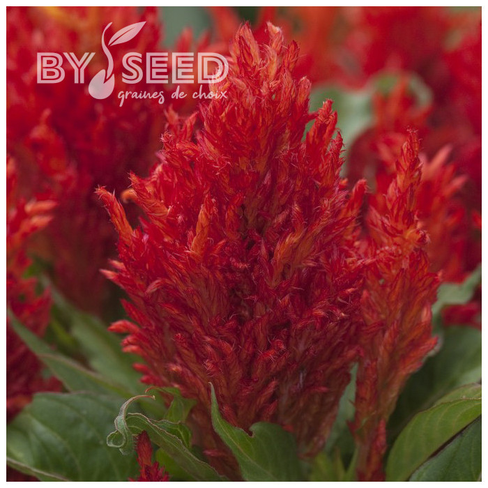 Célosie en épis Arrabona™ Red