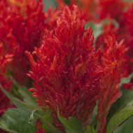 Célosie en épis Arrabona™ Red