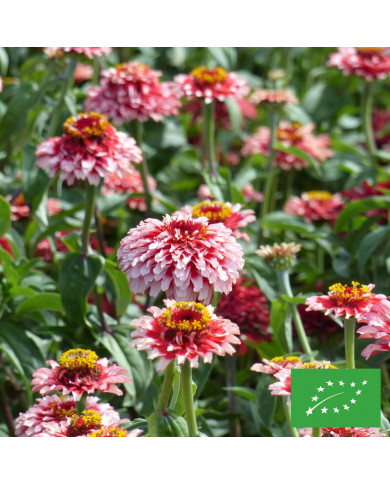 Zinnia Mazurkia BIO