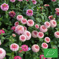 Zinnia Mazurkia BIO