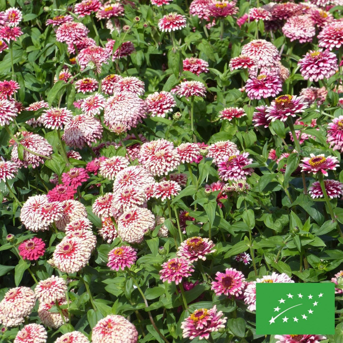 Zinnia Mazurkia BIO