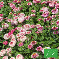 Zinnia Mazurkia BIO