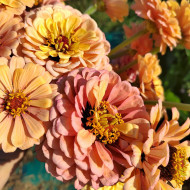 Zinnia à fleur de dahlia Copperlin BIO