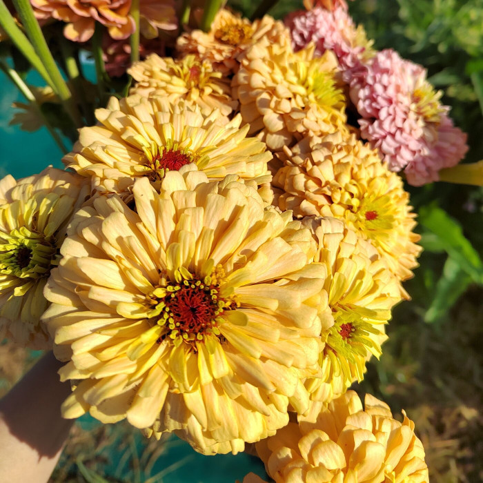 Zinnia à fleur de dahlia Copperlin BIO