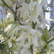 Yucca filamentosa