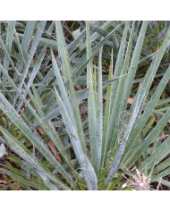 Poivrier du Sichuan BIO