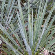 Yucca filamentosa