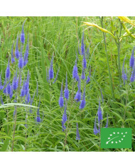 Valériane officinale BIO