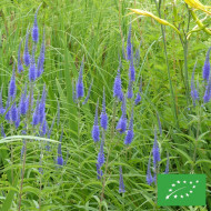 Véronique à longues feuilles Blue Shades BIO