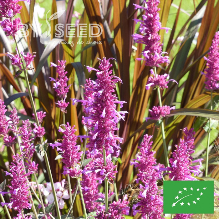 Agastache mexicana Heather Queen BIO