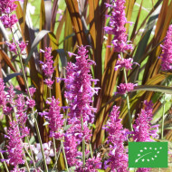 Agastache mexicana Heather Queen BIO
