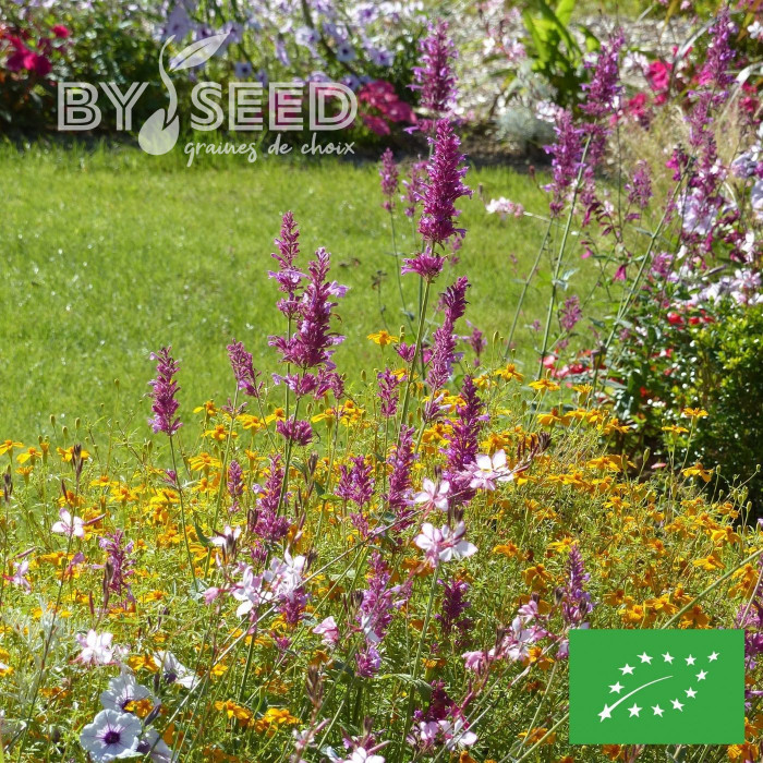 Agastache mexicana Heather Queen BIO