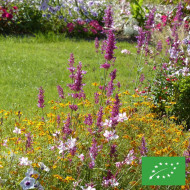 Agastache mexicana Heather Queen BIO