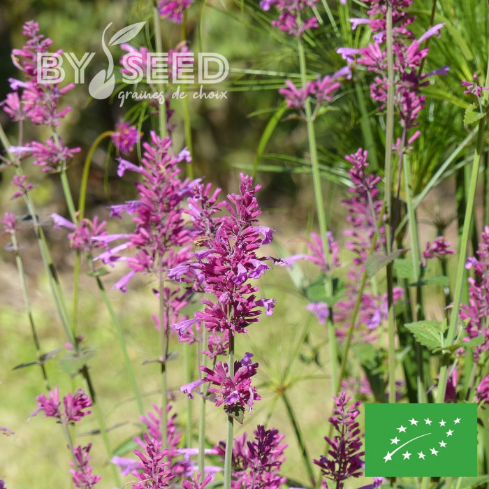 Agastache mexicana Heather Queen BIO