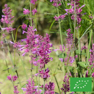 Agastache mexicana Heather Queen BIO