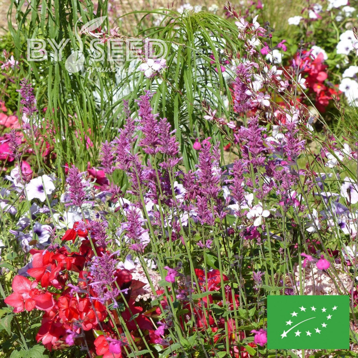 Agastache mexicana Heather Queen BIO