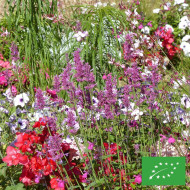 Agastache mexicana Heather Queen BIO