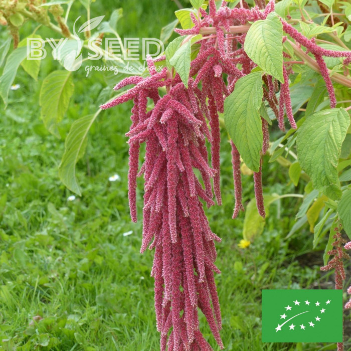 Amarante Queue-de-Renard Red Shades BIO