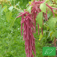 Amarante Queue-de-Renard Red Shades BIO