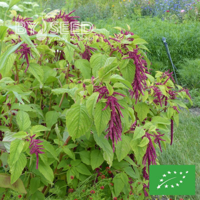Amarante Queue-de-Renard Red Shades BIO