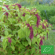Amarante Queue-de-Renard Red Shades BIO