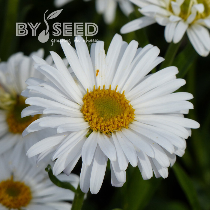 Aster des Alpes White Beauty