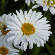 Aster des Alpes White Beauty