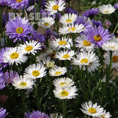 Aster des Alpes White Beauty