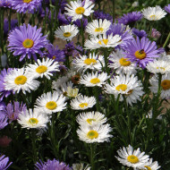 Aster des Alpes White Beauty